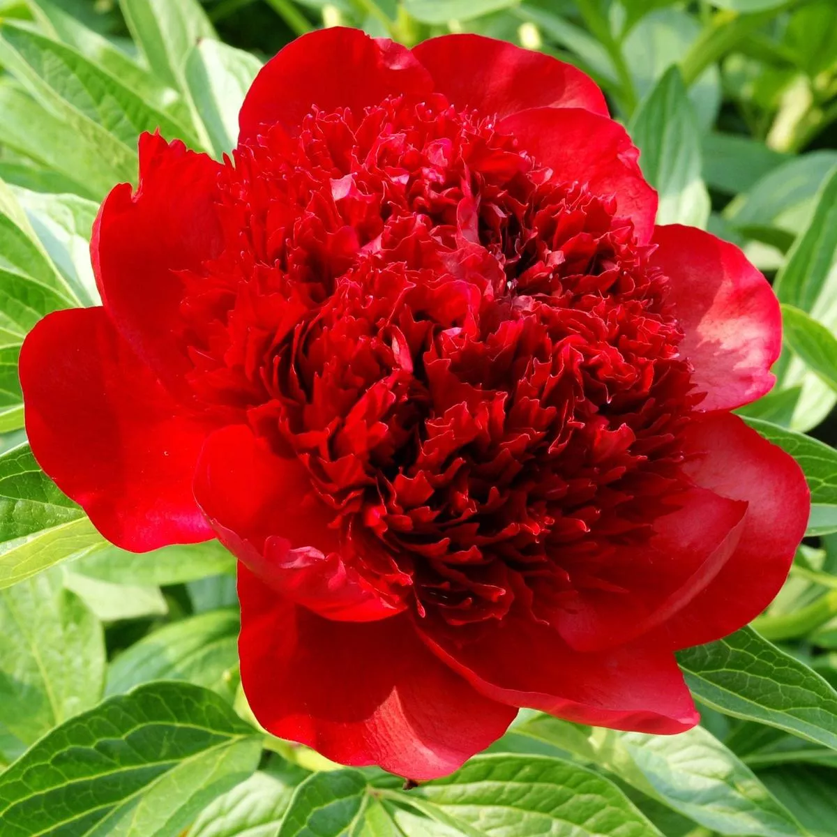 Peony – Red Charm