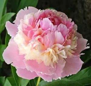 Peony Whopper
