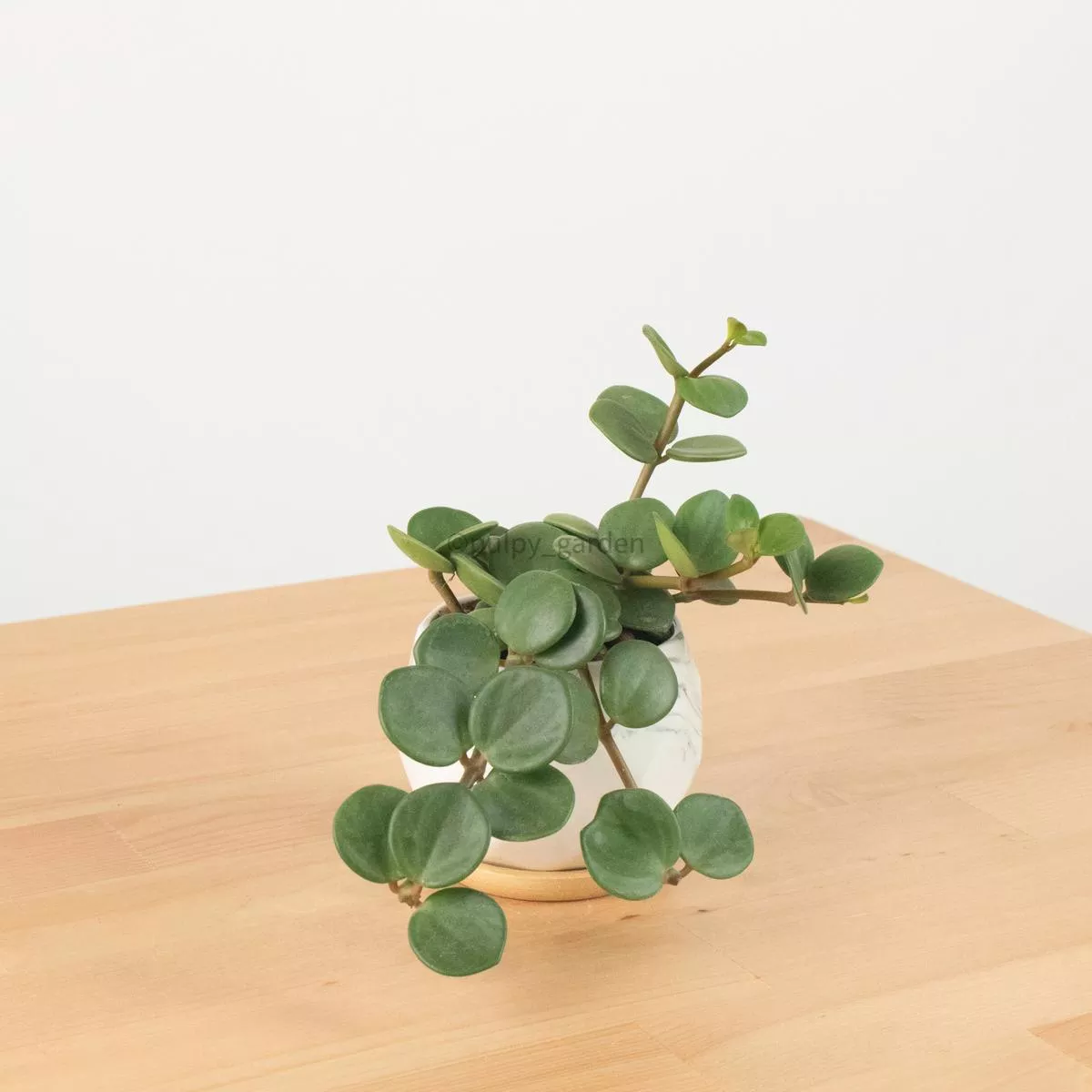 Peperomia’Hope ’ in Geometric Marble Planter