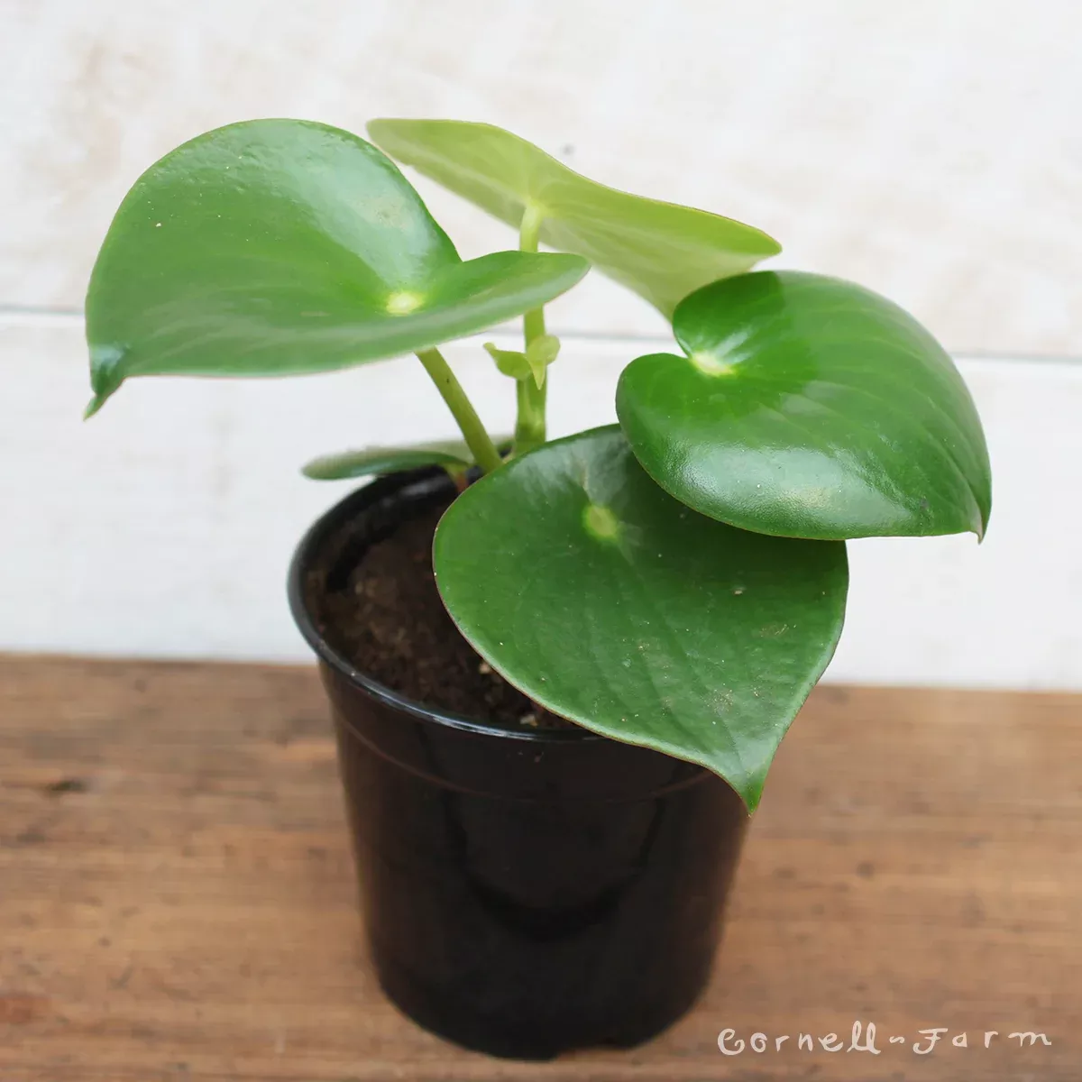 Peperomia polybotrya 4in Raindrop Owl Eye