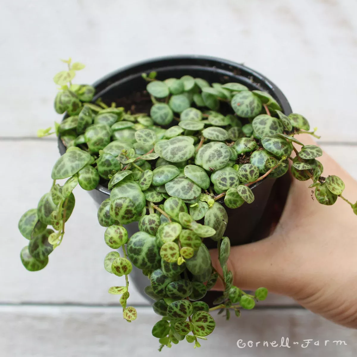 Peperomia prostrata 4in String of Turtles