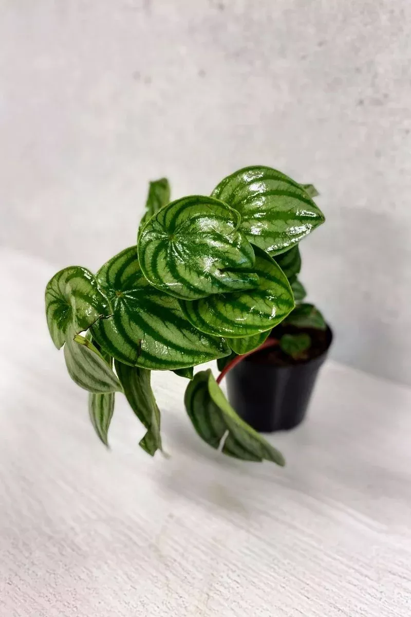 Peperomia, Watermelon 4"