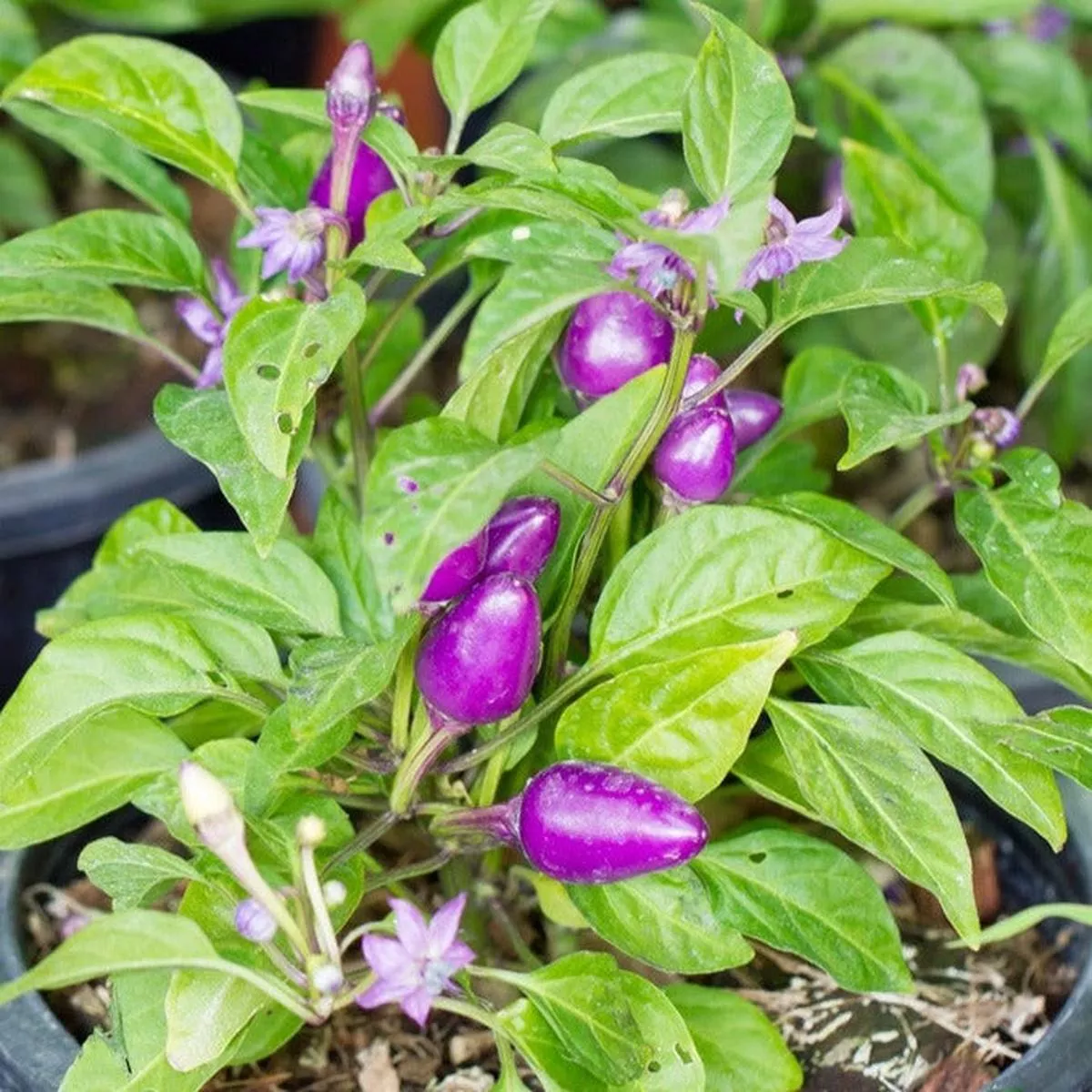 Pepper (Hot) – Pretty Purpleseeds