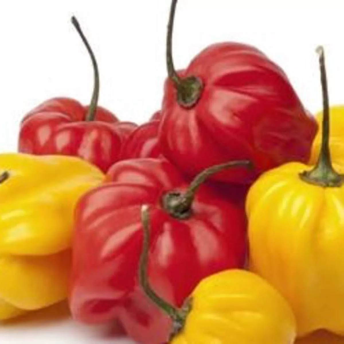 Pepper (Hot) – Scotch Bonnet, Redseeds