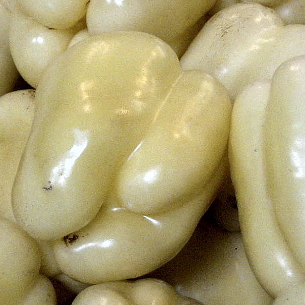 Pepper (Sweet) – White Cloud seeds