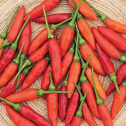 Pepper Tabasco (80 Days)