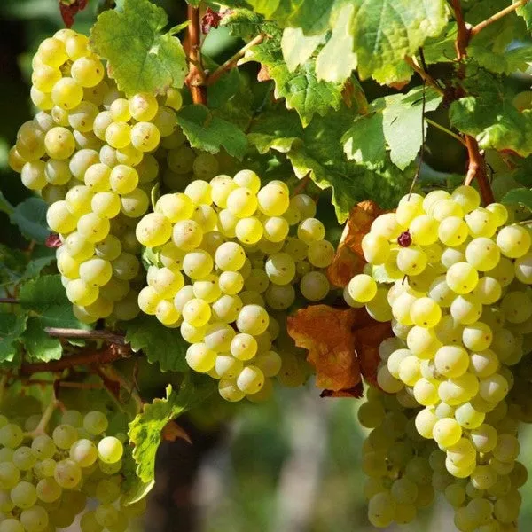 Perlette Seedless Grape – 15 Gallon Staked
