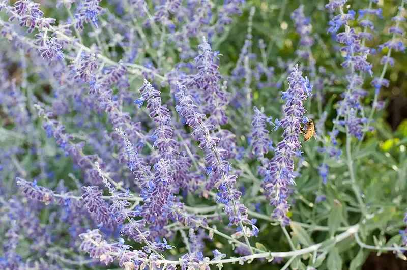 PeroskiaRussian Sage"atriplicifolia"
