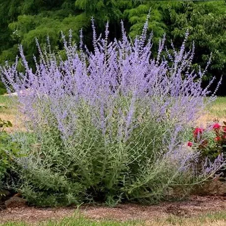 Perovskia atriplicifolia ‘Little Spire’