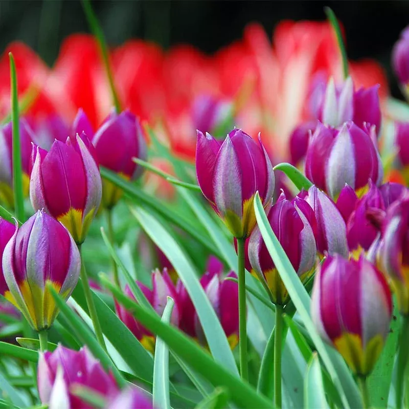 Persian Pearl Wild Tulip