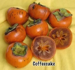 Persimmon (Coffee Cake)