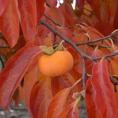 Persimmon (Robin)