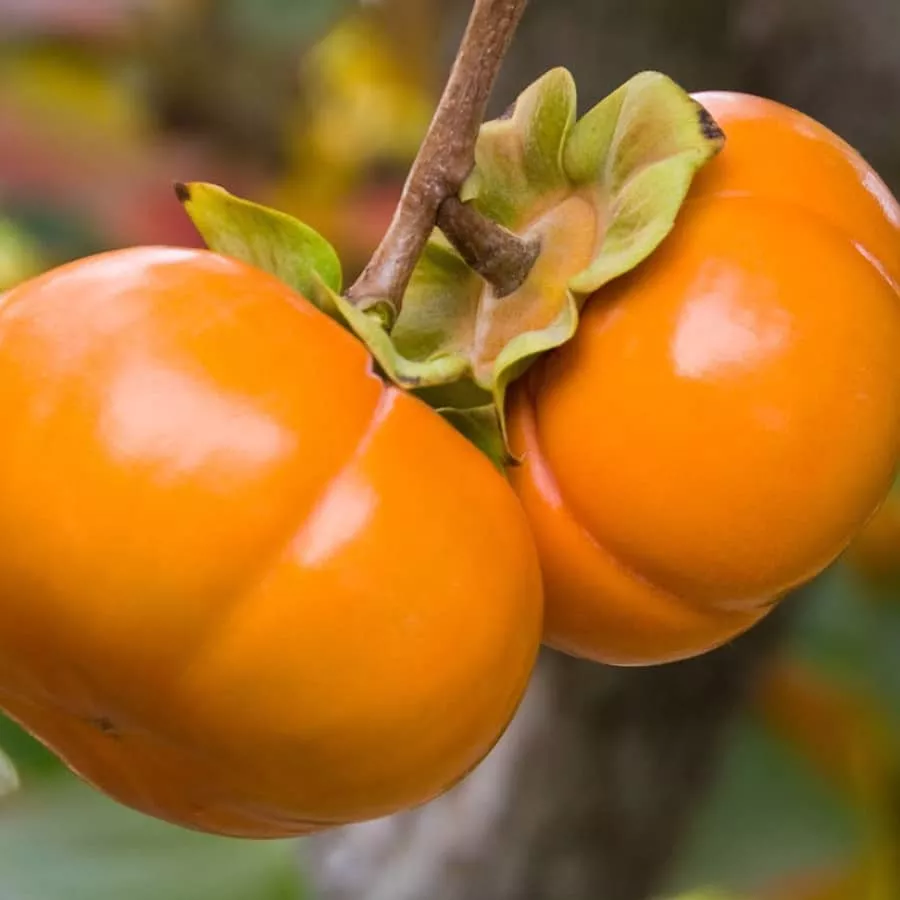 Persimmon Tree (Early Fuyu)