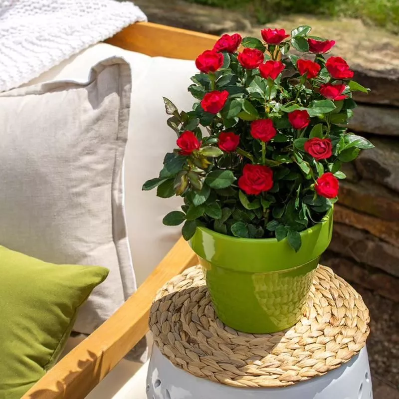 Petite Knock Out Rose