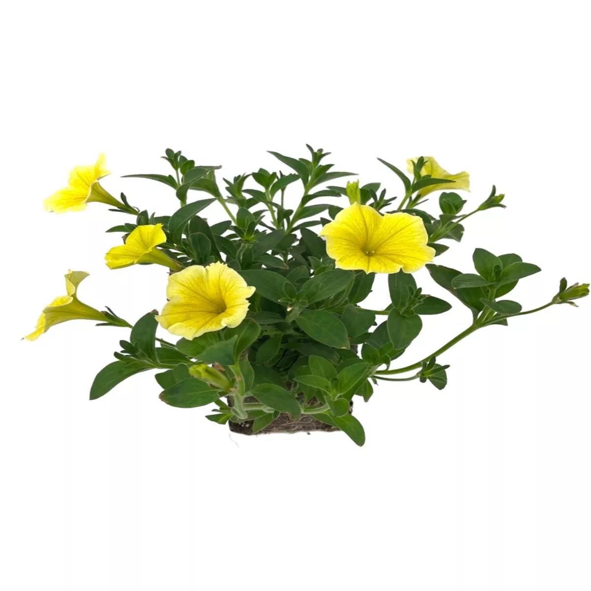 Petunia Bee's Knees