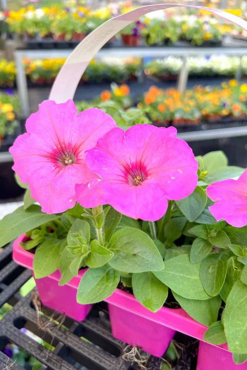 Petunia, Easy Wave Pink