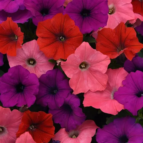 Petunia Hanging Baskets