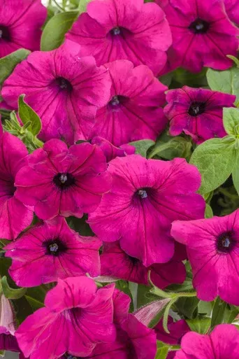 Petunia hybrid 'Supertunia Royal Magenta'