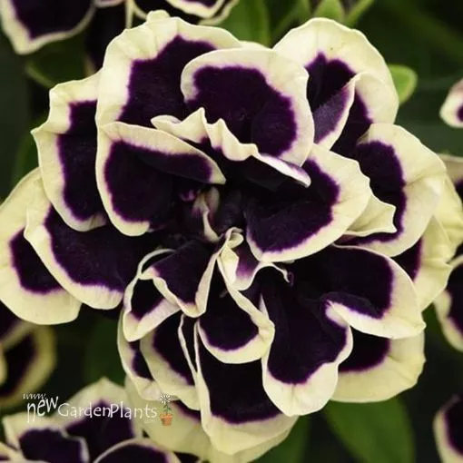 Petunia 'Midnight Gold' - 4.5" Pot