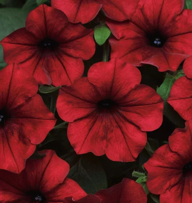 Petunias Tidal Wave Red Velour