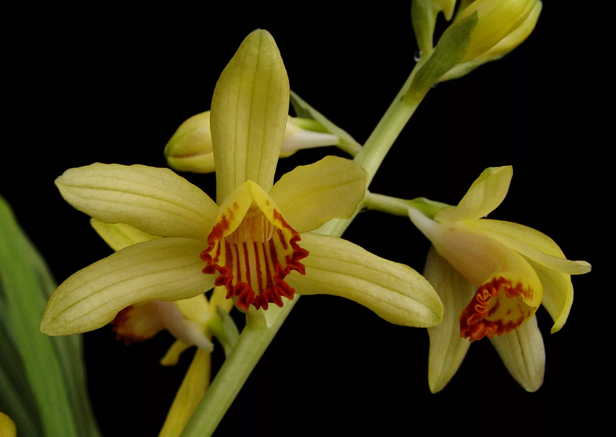 Phaijus maculata var. gigantea