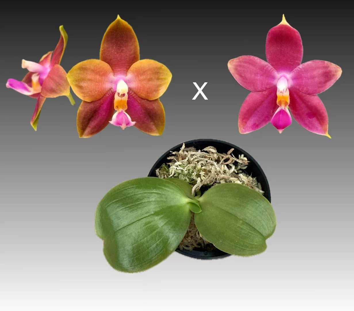 Phal. Bedford Nonpareil