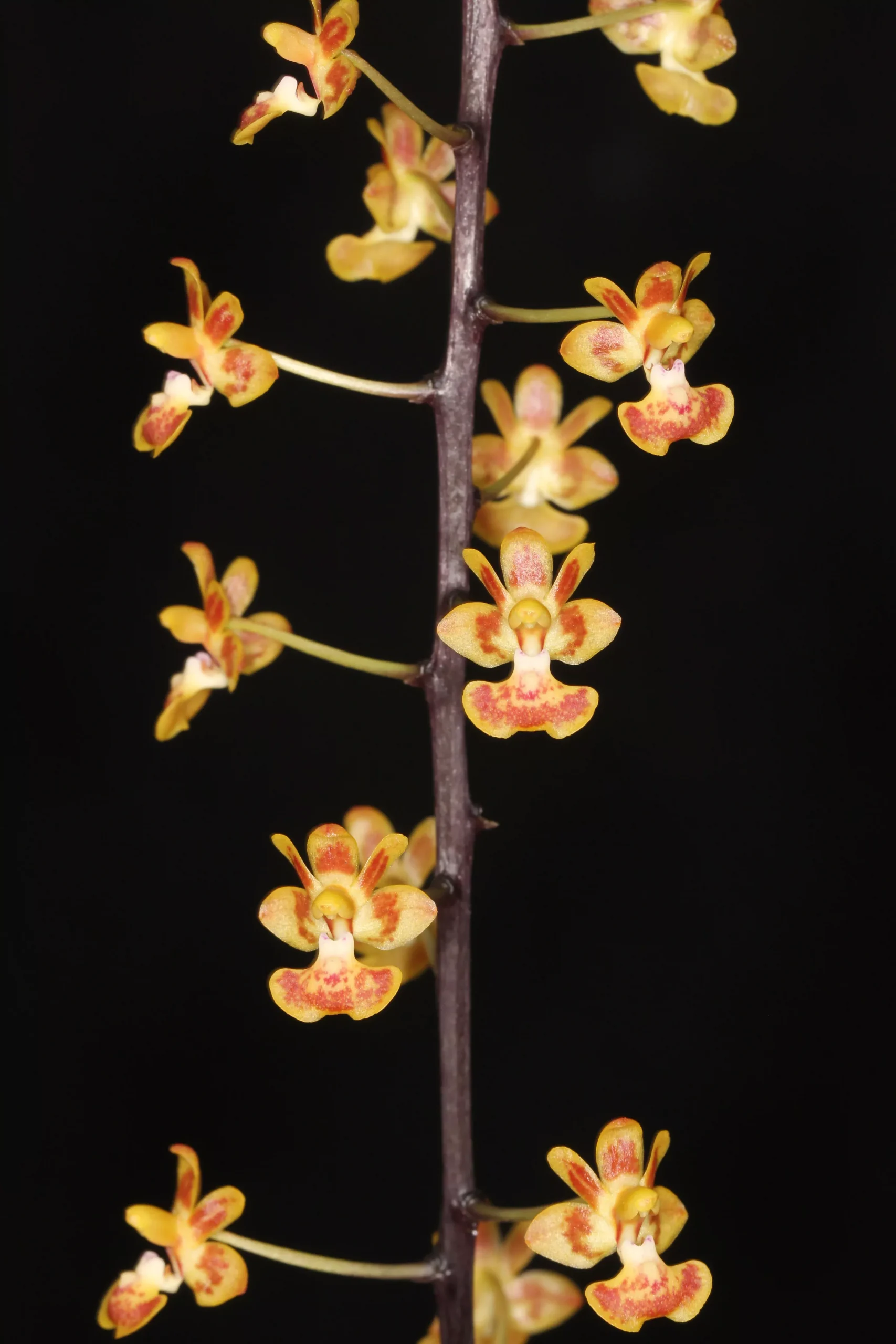 Phal. chibae