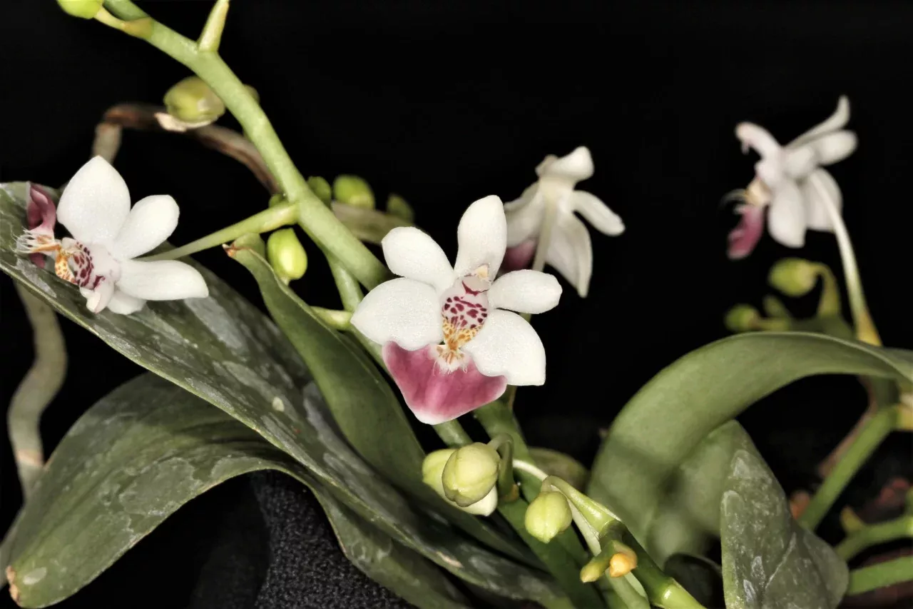 Phal. parishii