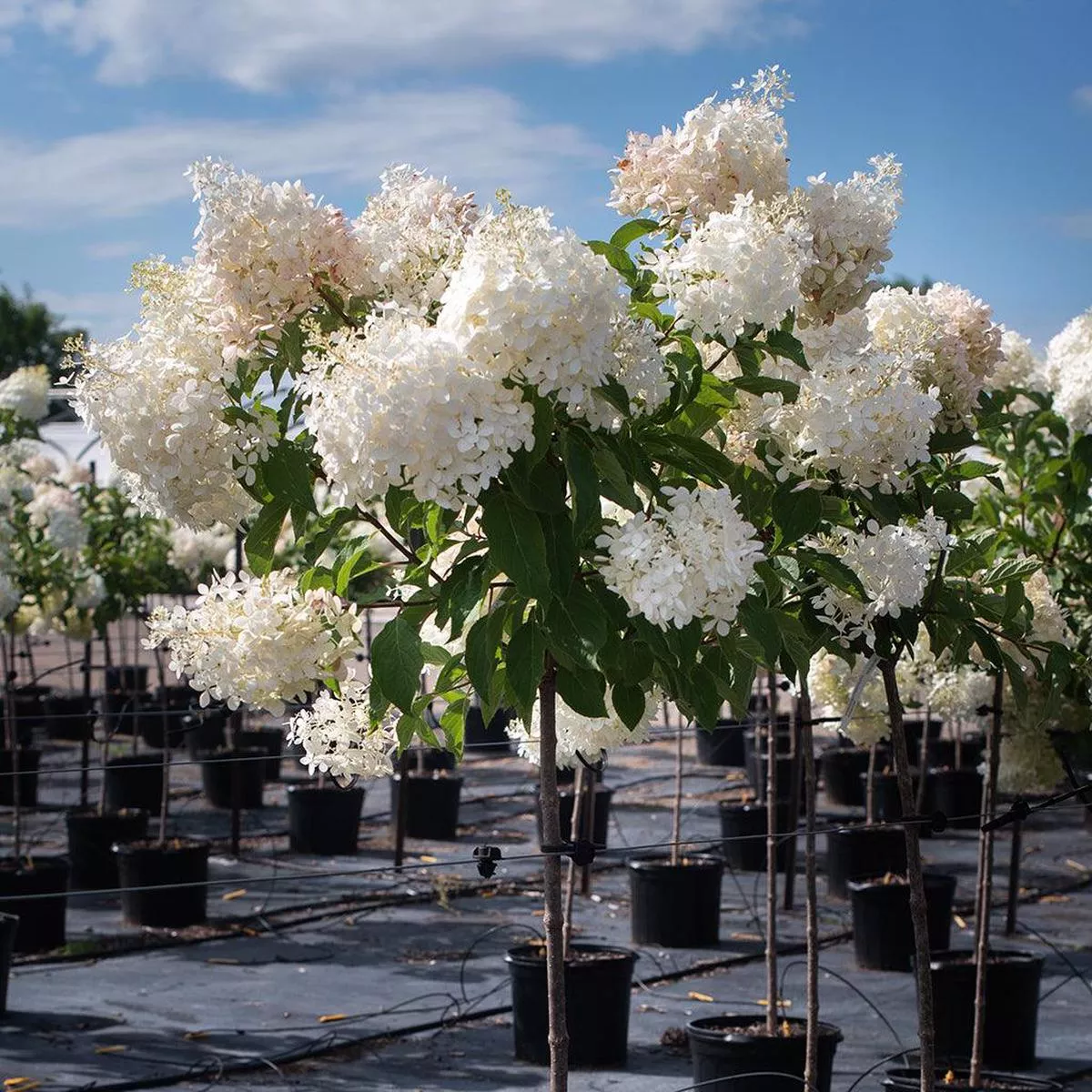 Phantom Panicle Hydrangea (Standard)#7 125cm Container