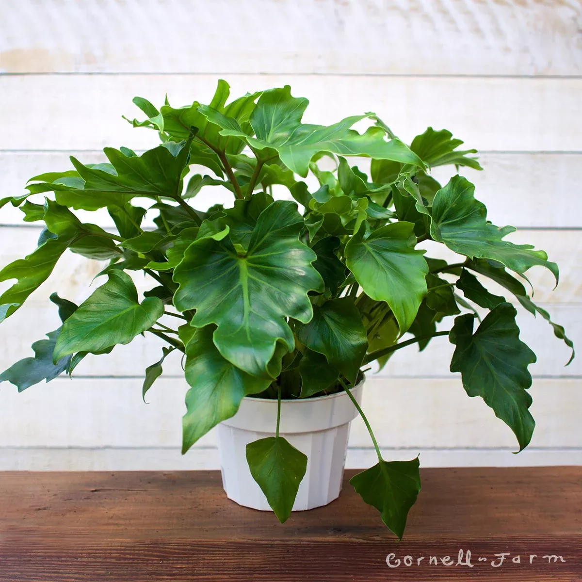 Philodendron 6in Little Hope