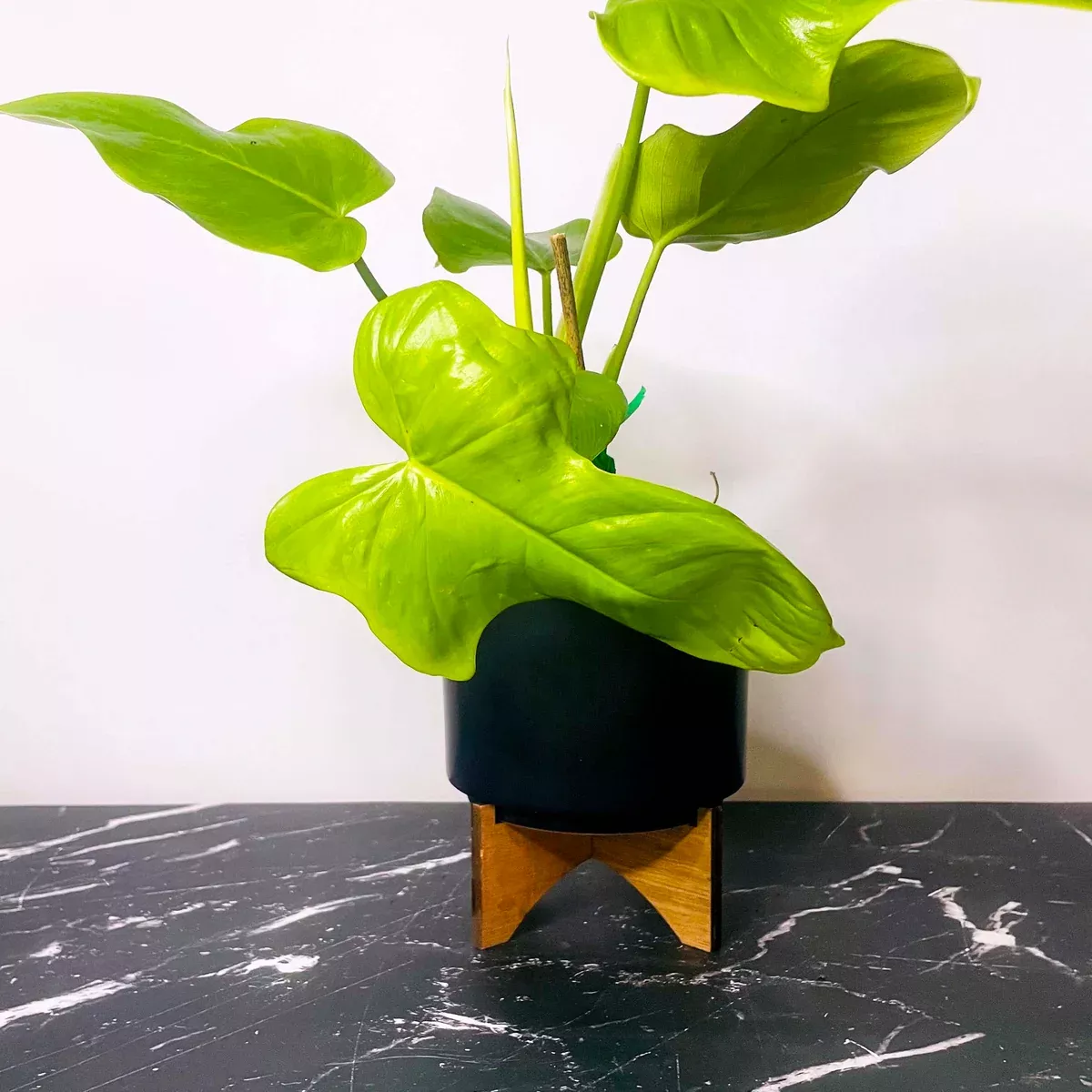 Philodendron bipinnatifidum ‘Golden Violin’