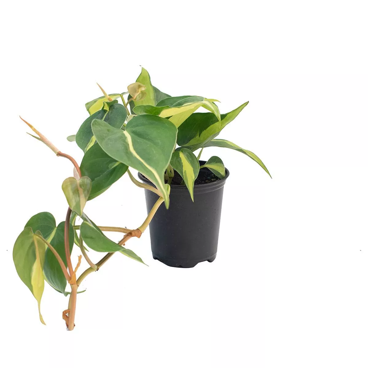 Philodendron Brazil