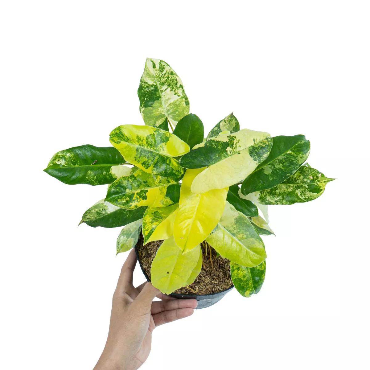 Philodendron Burle Marx Variegated – Mature size