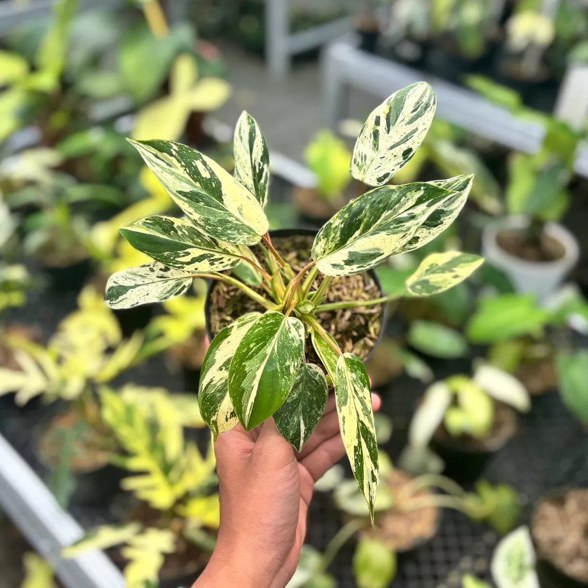 Philodendron Emerald Ice