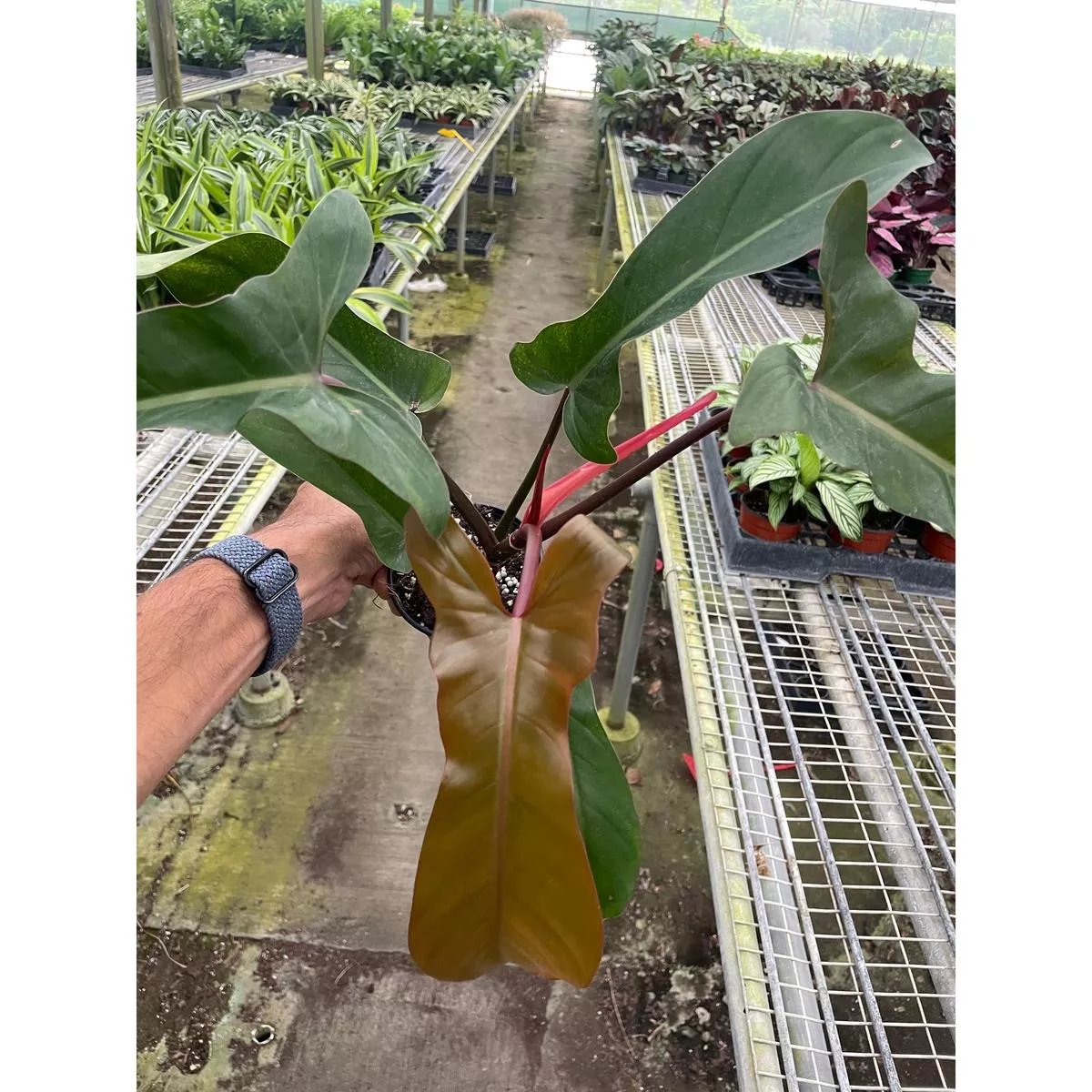 Philodendron’Florida Bronze ’