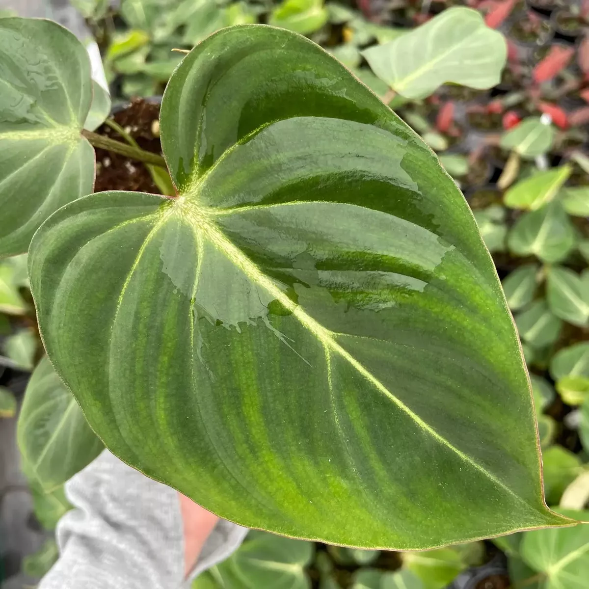 Philodendron gloriosum (Velvet Philodendron)