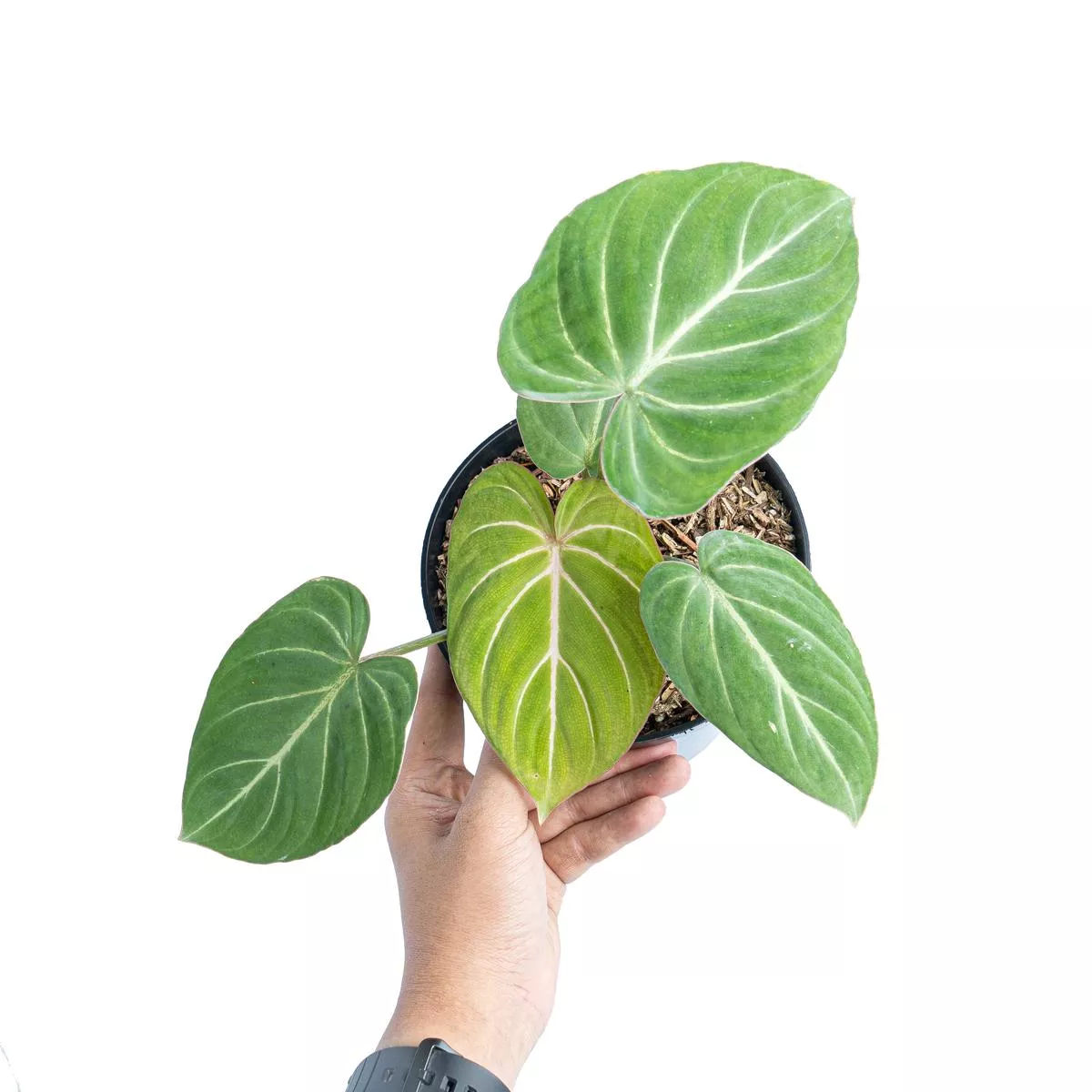 Philodendron gloriosum white veins