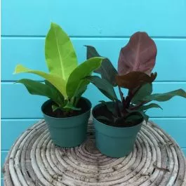 Philodendron Hybrid Assort 6"