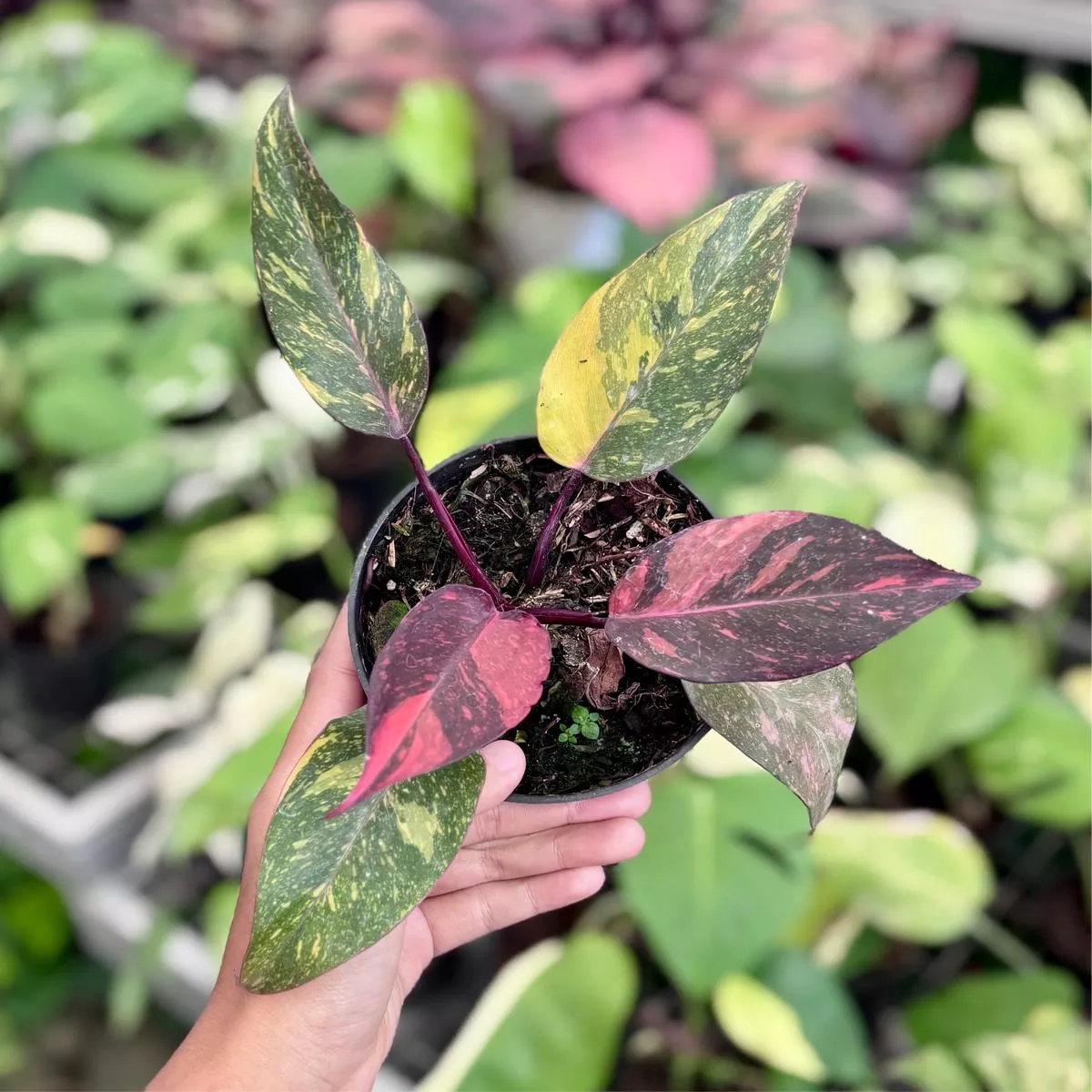 Philodendron orange princess galaxy