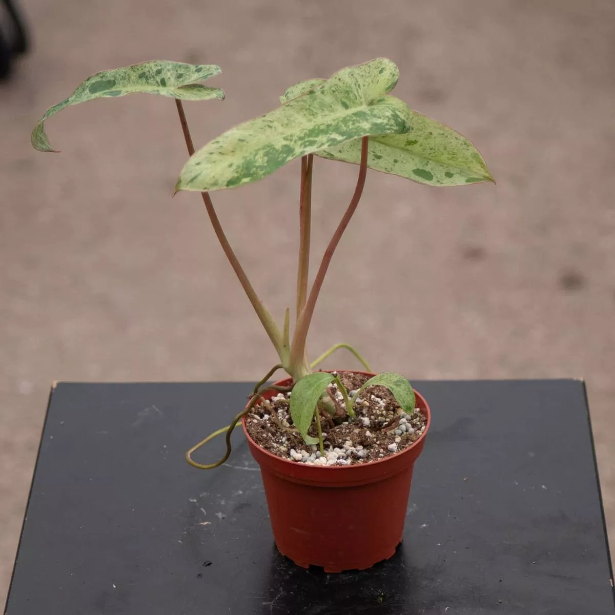 Philodendron Paraiso Verde
