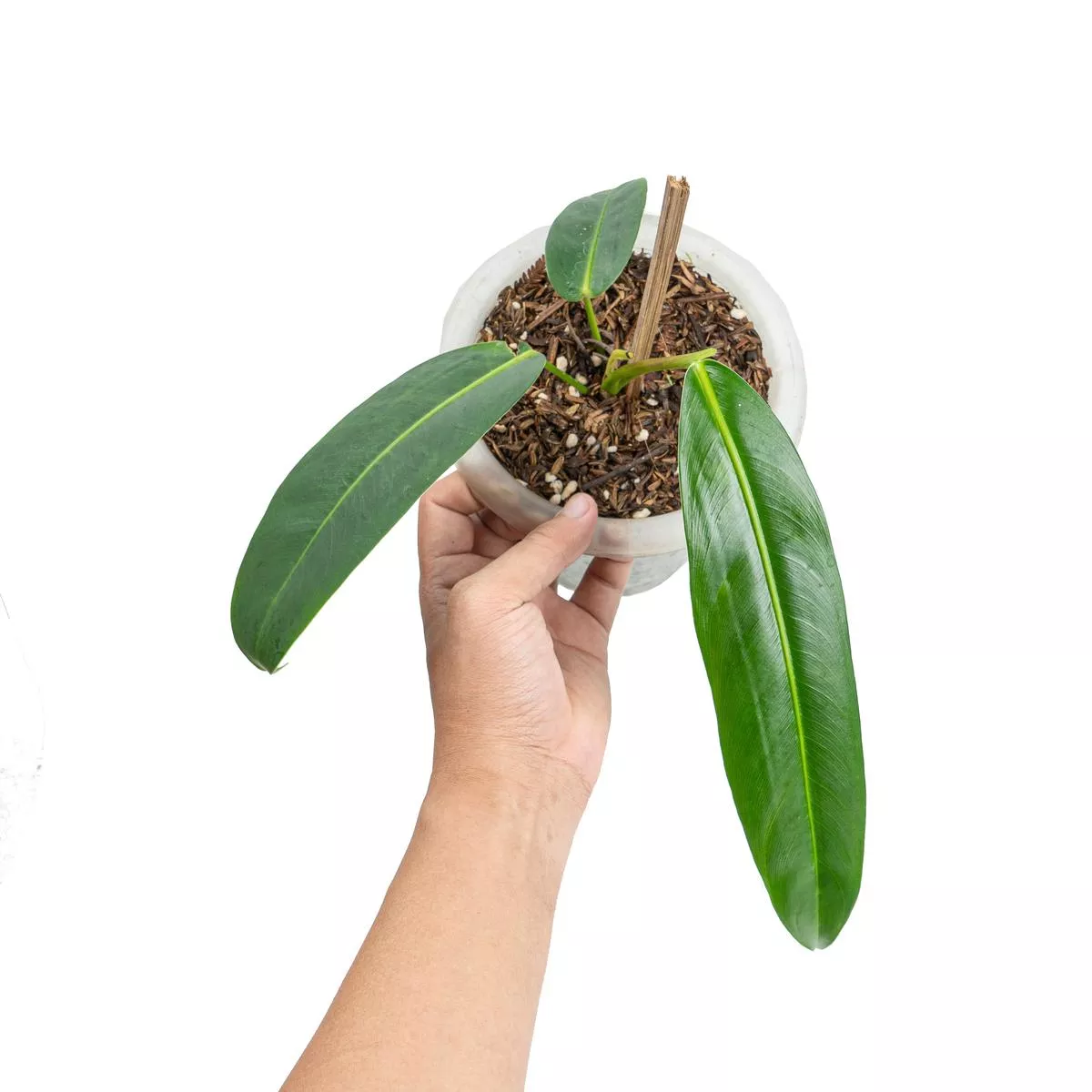 Philodendron Patriciae