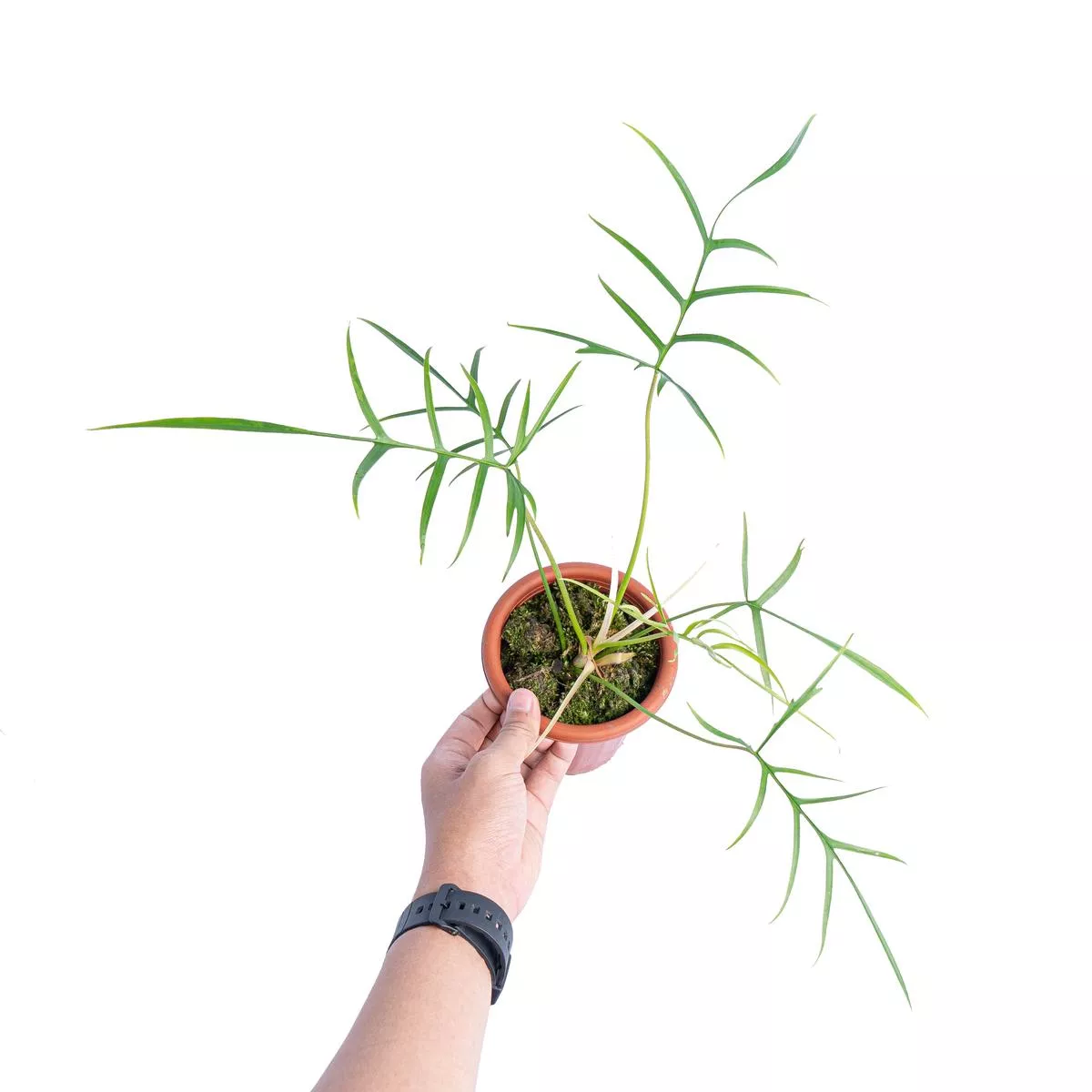 Philodendron polypodioides