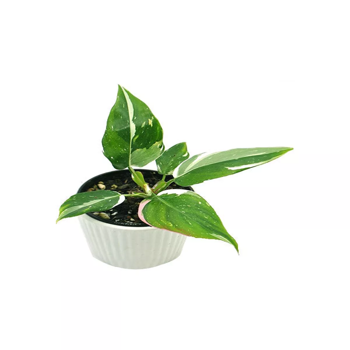 Philodendron’White Princess ’