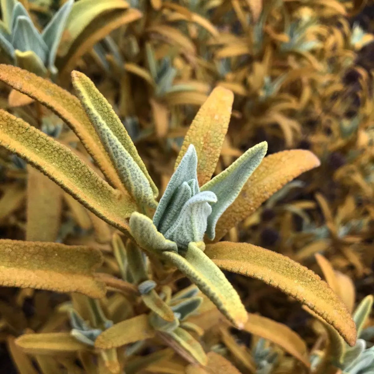 Phlomis’Sunningdale Gold ’