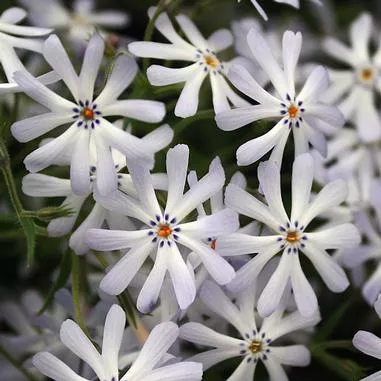 Phlox bifida