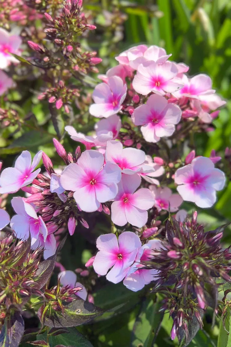 Phlox, Bright Eyes