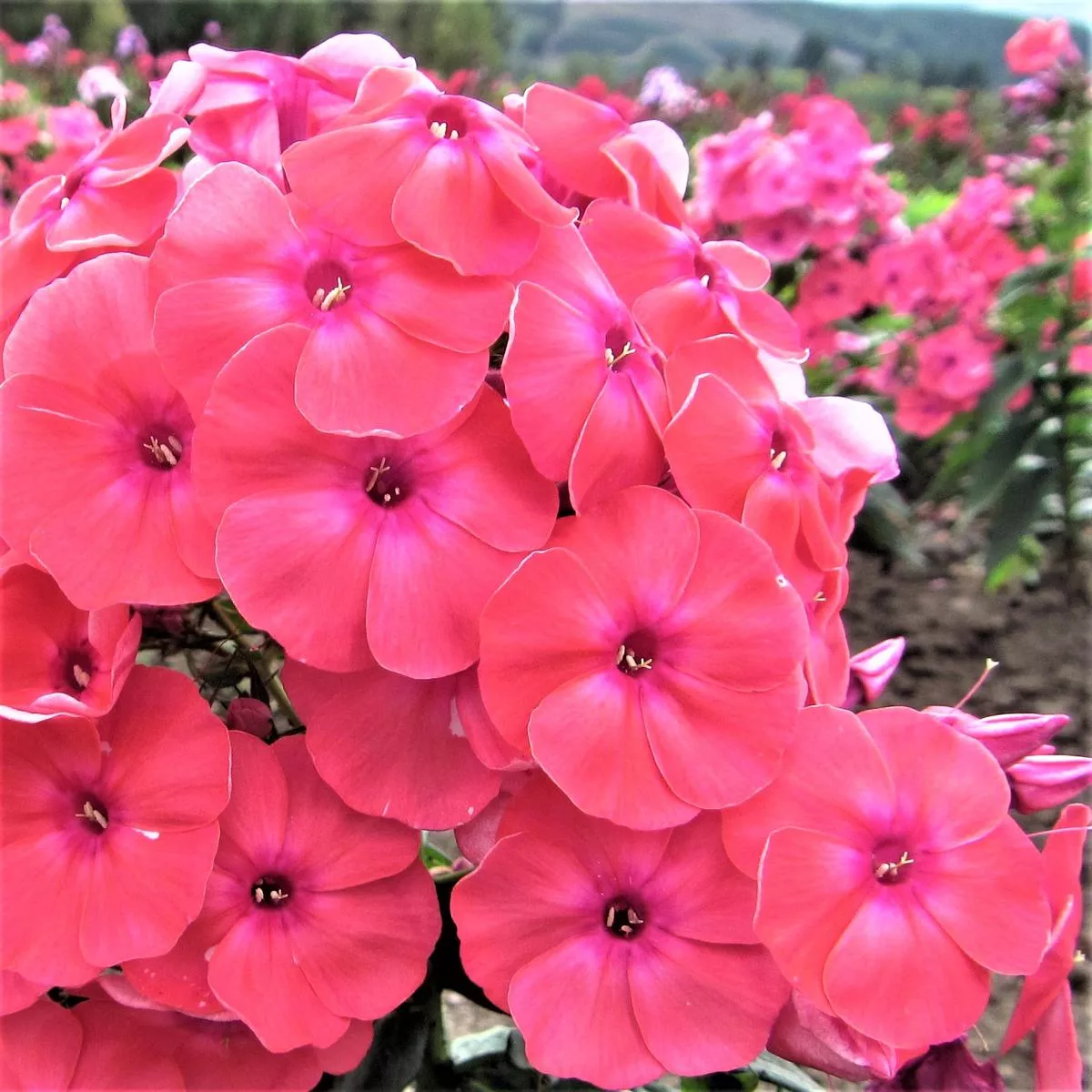 Phlox – Coral Flame