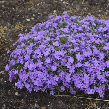 Phlox 'Crater Lake' PPAF(30)ct Flat