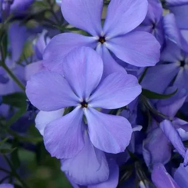 Phlox d. Blue Moon