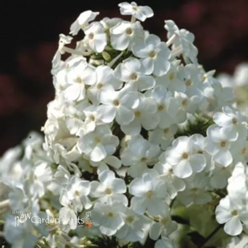 Phlox 'David' Tall Phlox - One Quart Pot